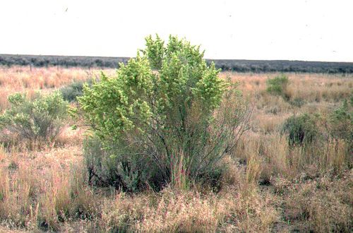 Atriplex canescens